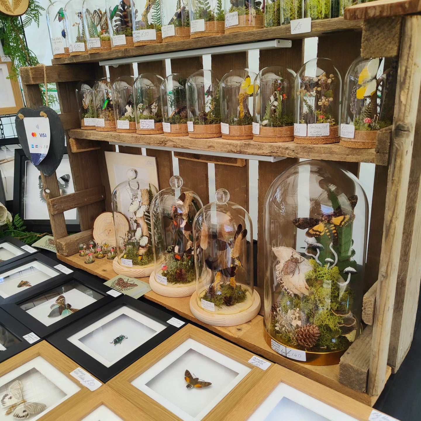 Entomology Domes