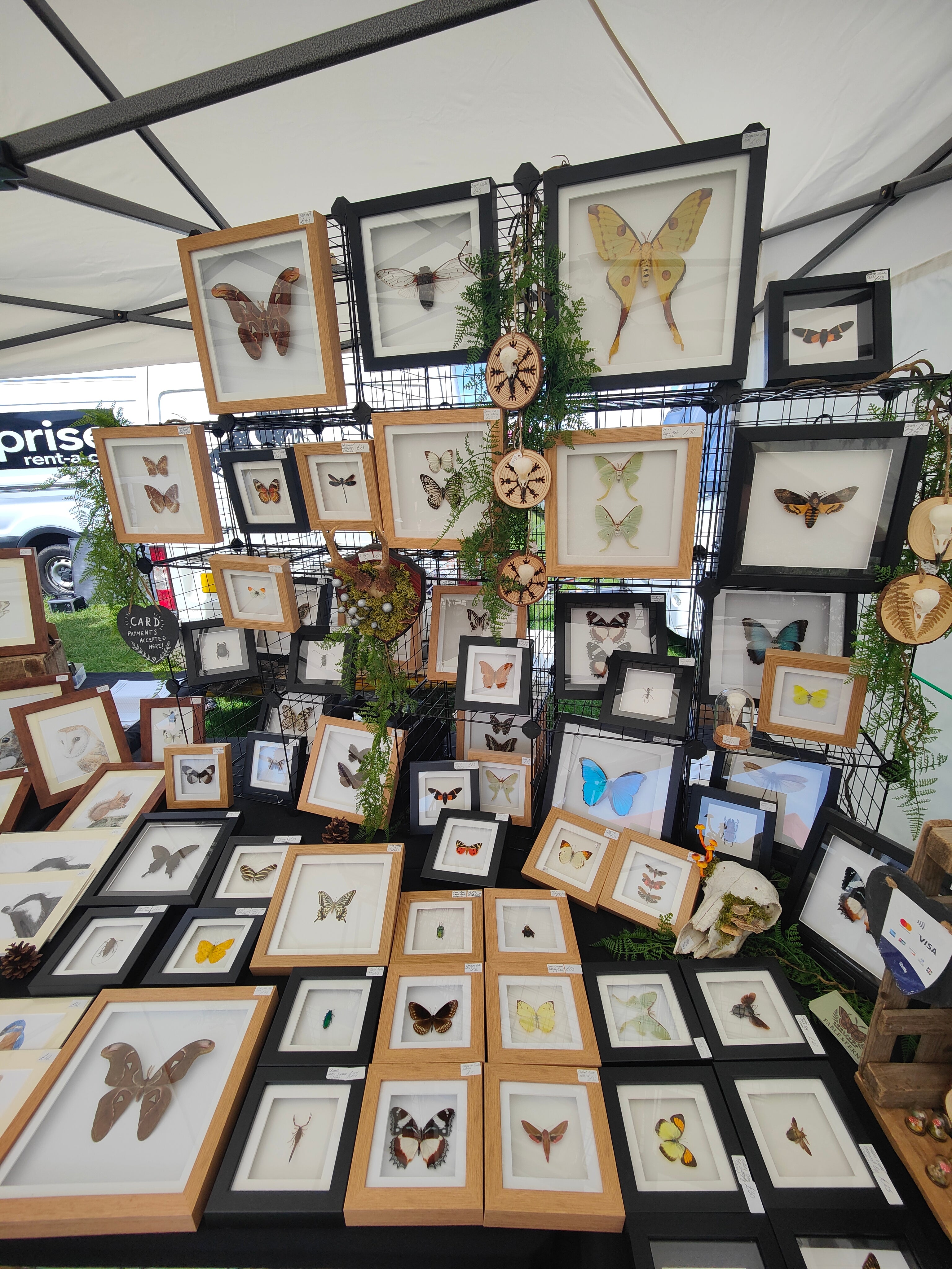 Entomology Frames