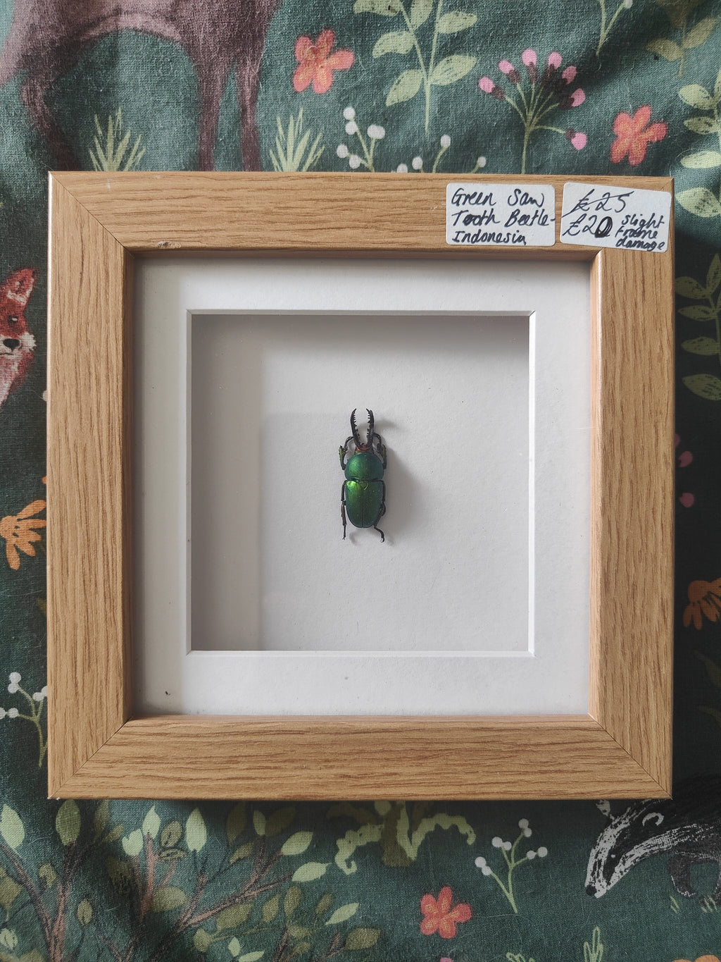 Saw Beetle Frame (Reduced  see description)
