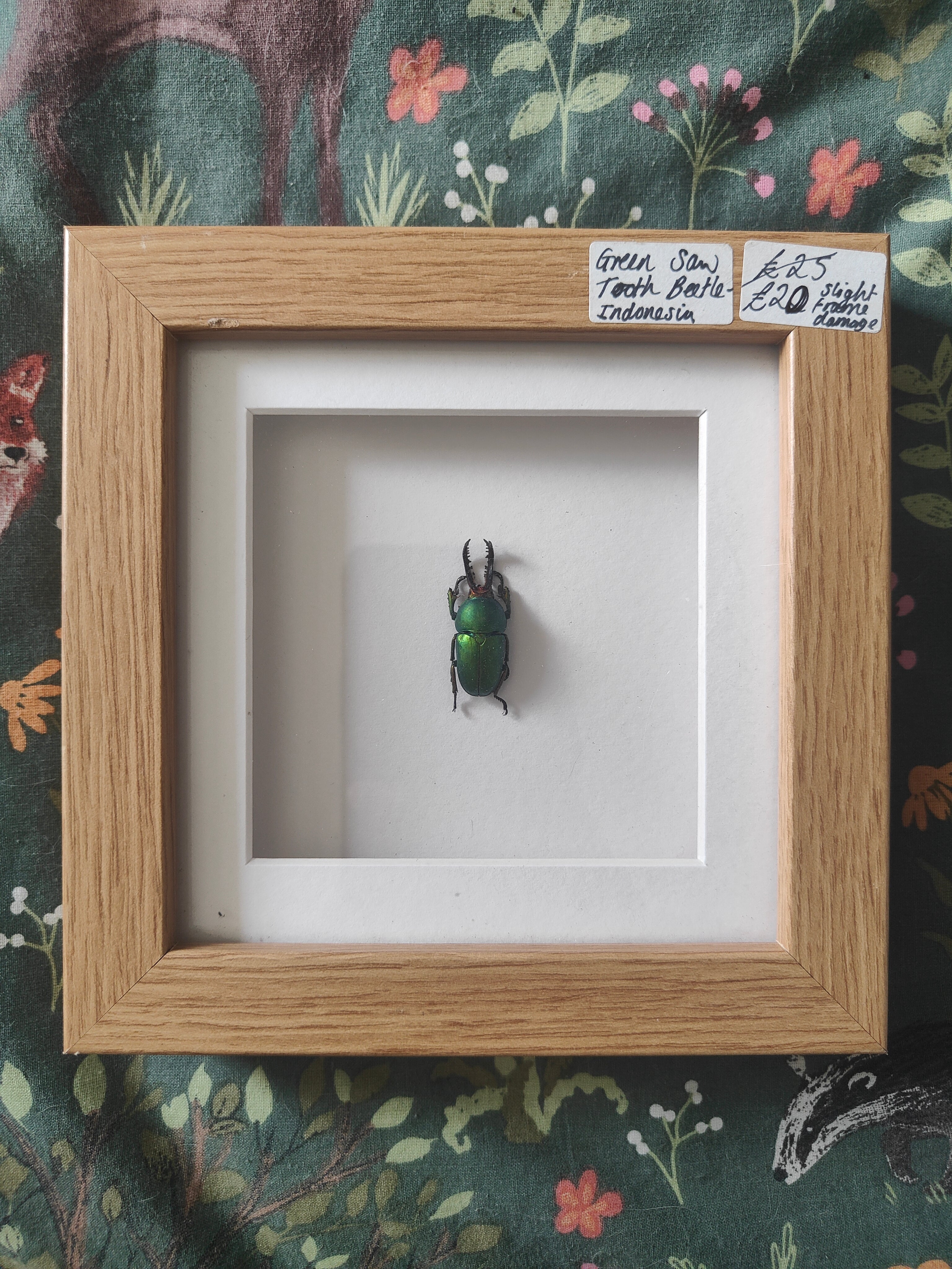 Saw Beetle Frame (Reduced  see description)