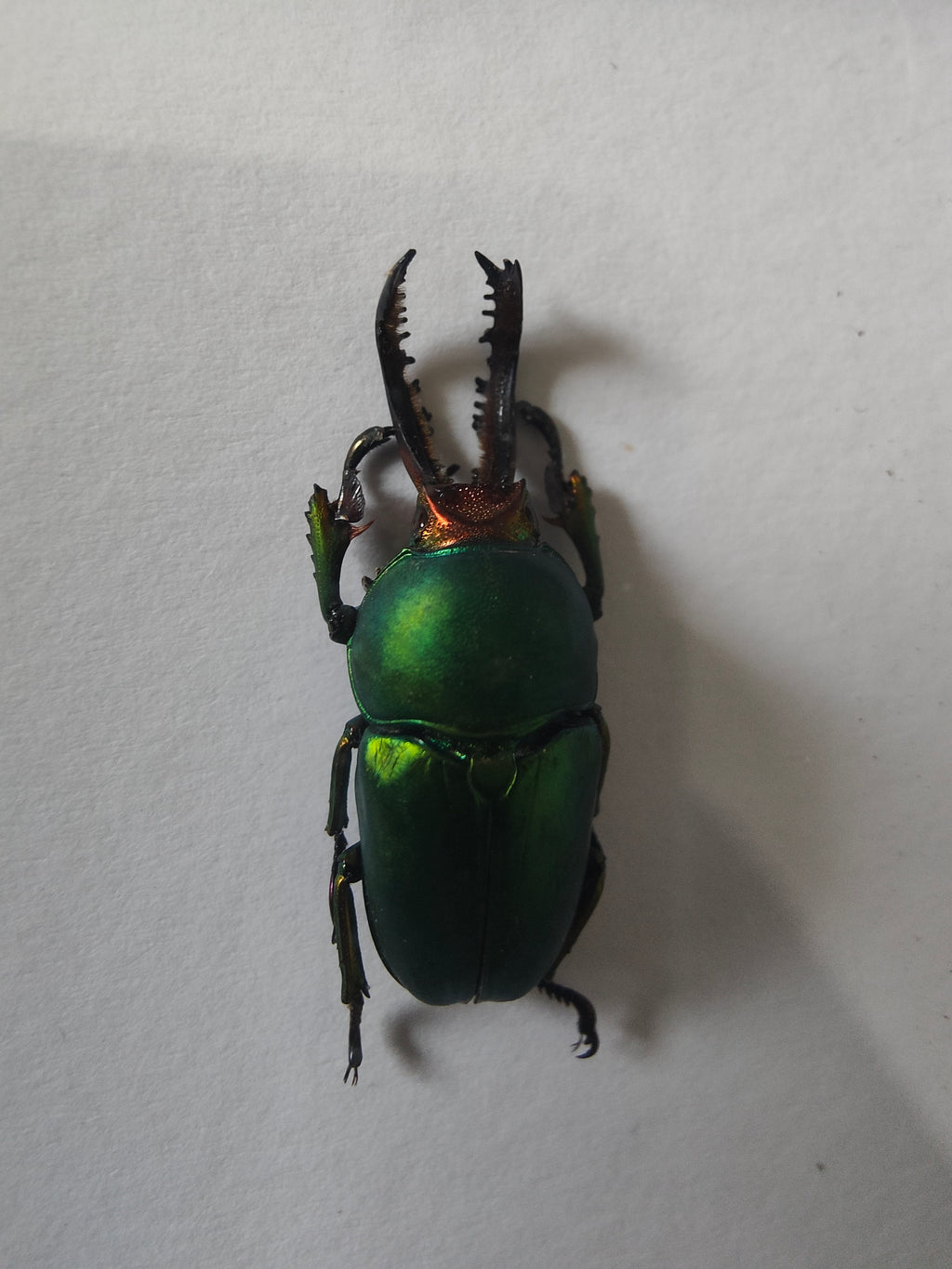 Saw Beetle Frame (Reduced  see description)