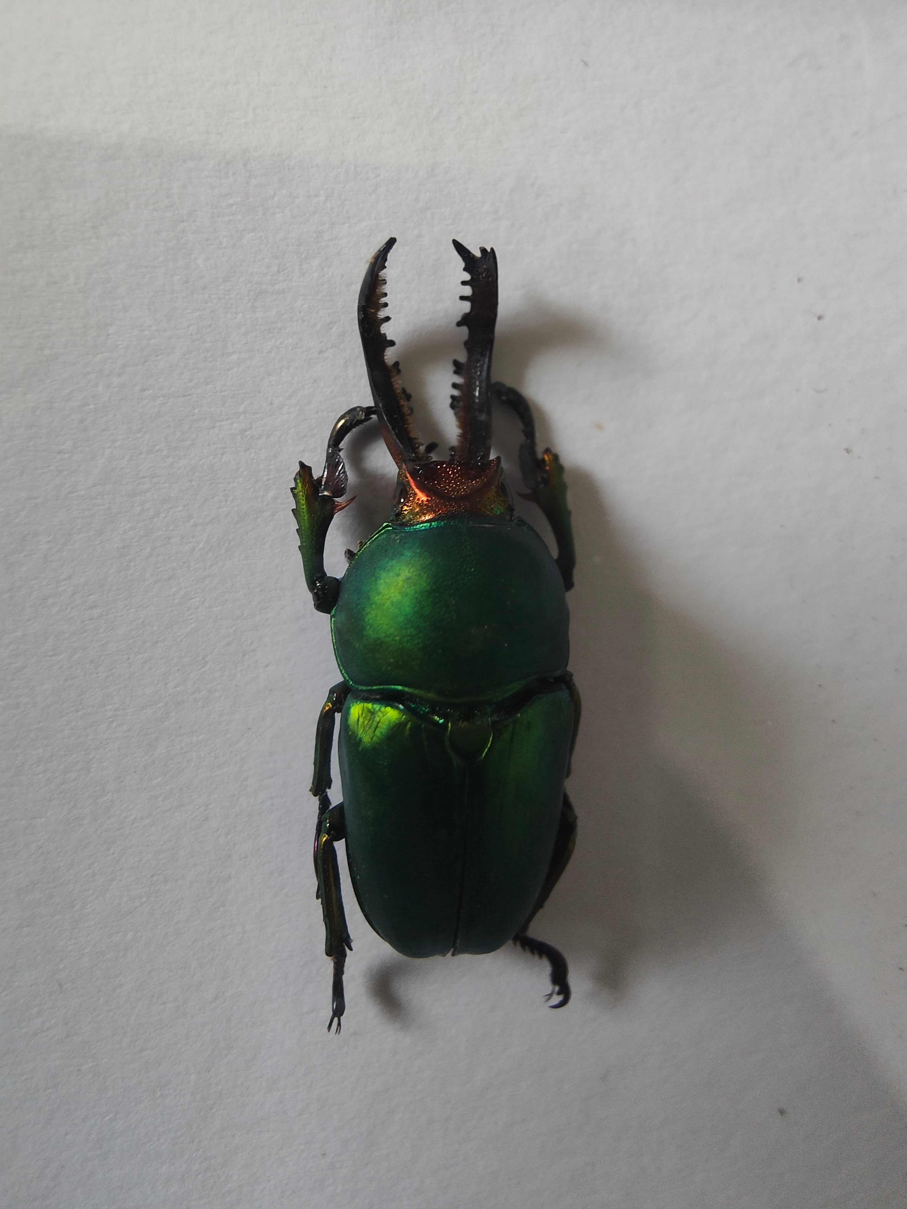 Saw Beetle Frame (Reduced  see description)