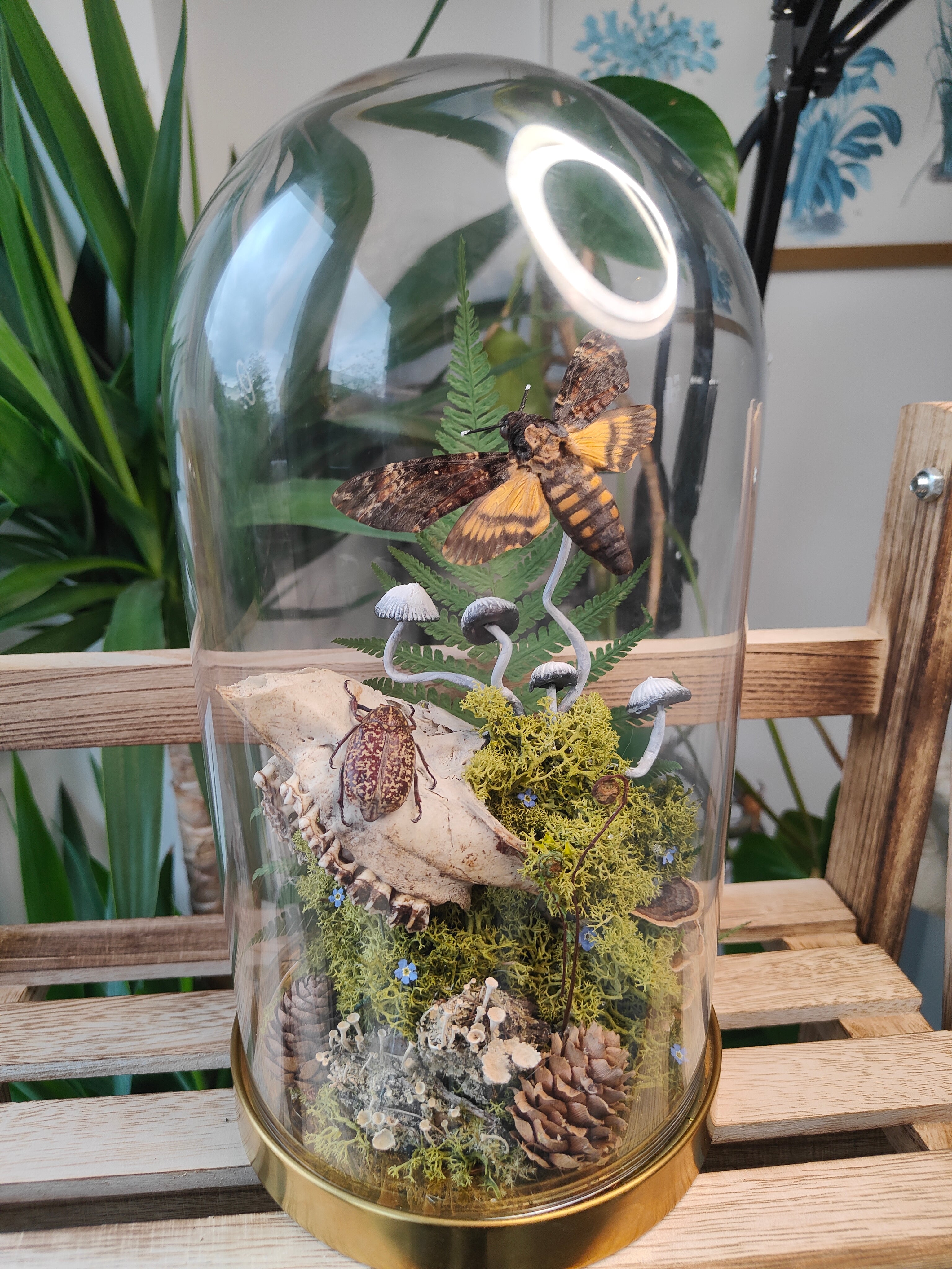 Large Roe Skull & Deaths Head Moth Dome